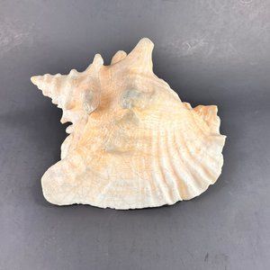 Natural Horned Queen Conch Seashell Beach Aquarium Nautical 8" x 7"